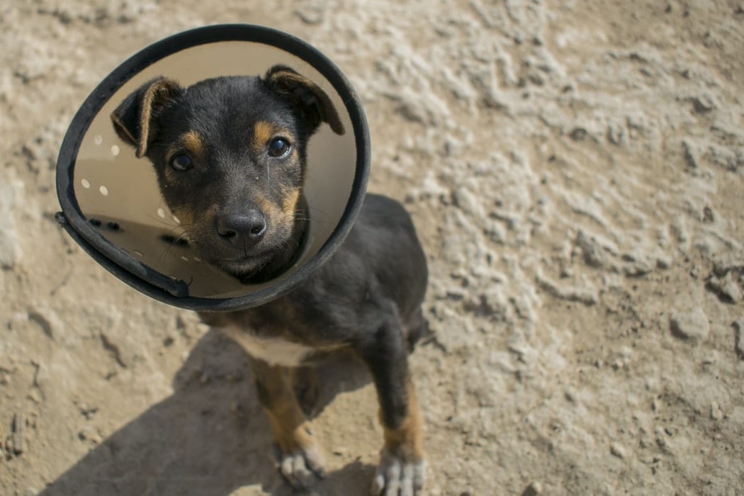 how much baby aspirin can dogs have