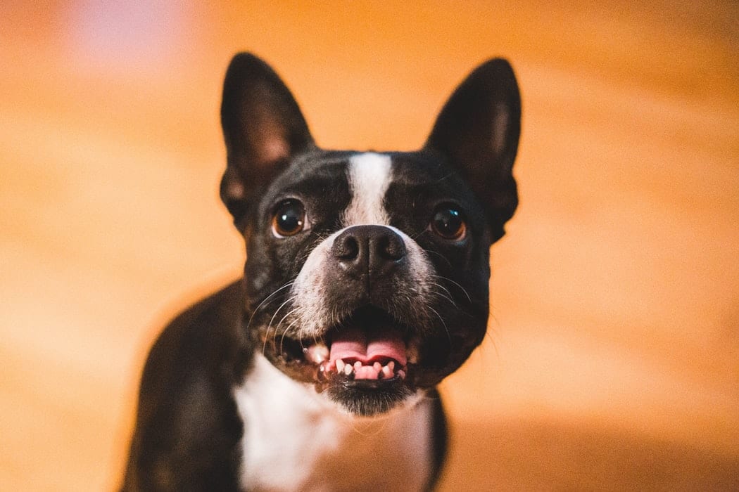 Alternatives to Rimadyl for Dogs - CBD Clinicals