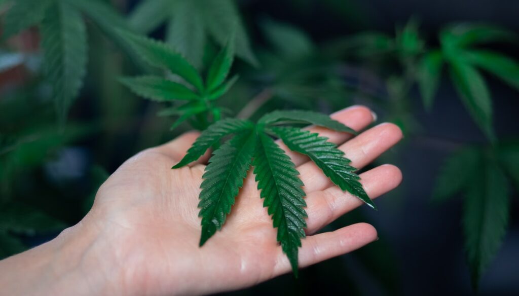 What does CBD stand for? CBD Clinicals